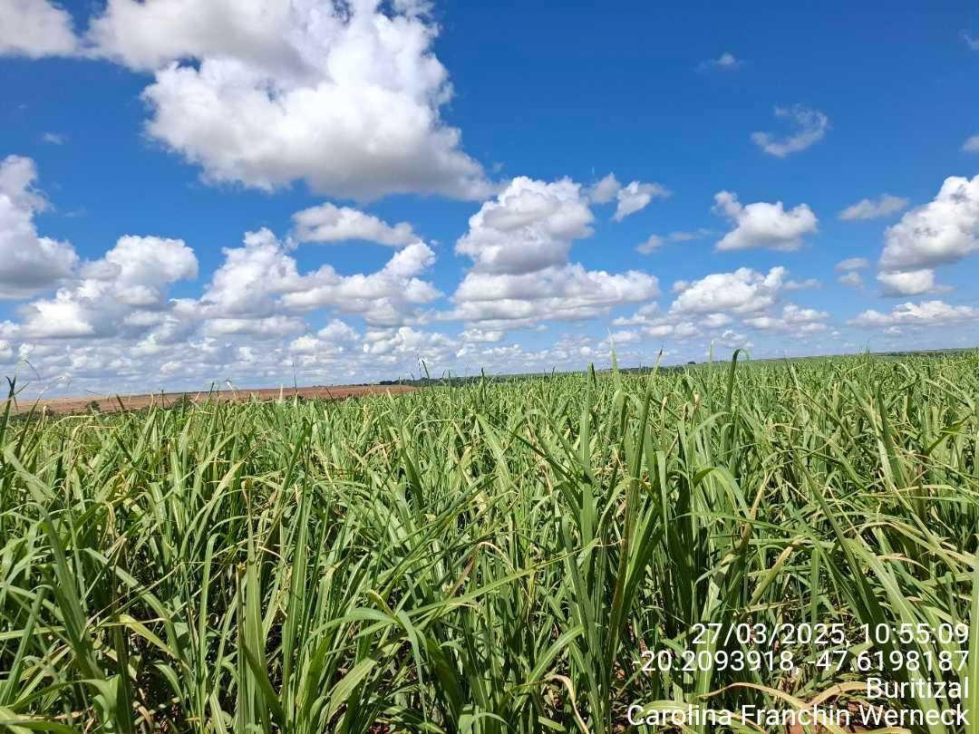 Campo agrícola
